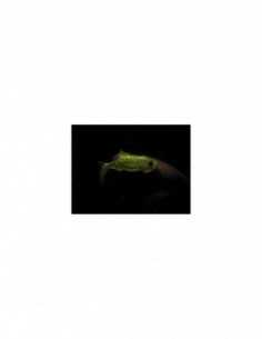 Shad Orka Gegule, culoare G5, 7cm, 5buc/plic