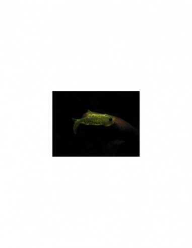 Shad Orka Gegule, culoare G5, 7cm, 5buc/plic