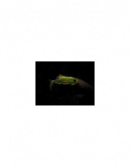 Shad Orka Gegule, culoare G5, 7cm, 5buc/plic Shad Orka Gegule, culoare G5, 7cm, 5buc/plic