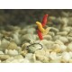 Viermi Artificiali Flotanti Enterprise Tackle Imitation Maggots Viermi Artificiali Flotanti Enterprise Tackle Imitation Maggots