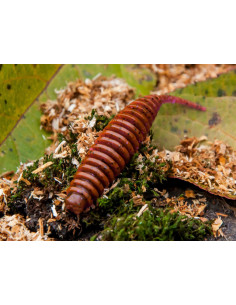 Grub FishUp Tanta, Yellow, 5cm, 9buc/plic 2