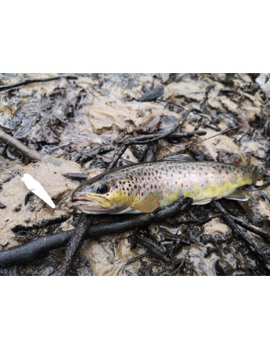 Grub FishUp Trout Series Crawfish Yochu, Bubble Gum, 4.3cm, 8buc/plic