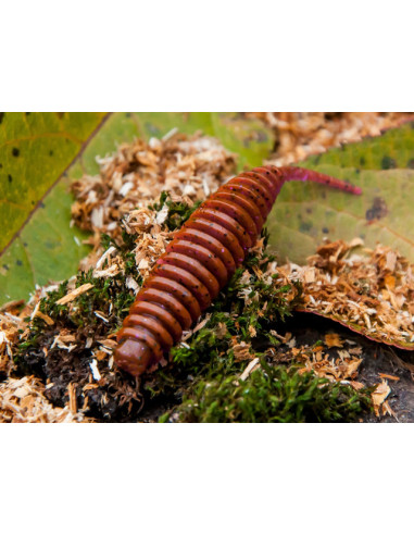 Grub FishUp Tanta, 049 Orange Pumpkin Black, 5cm, 9buc/plic