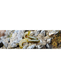 Grub FishUp Fancy Grub, Flo Chartreuse Green, 6.3cm, 10buc/plic 2