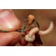 Maggot Clip Korda