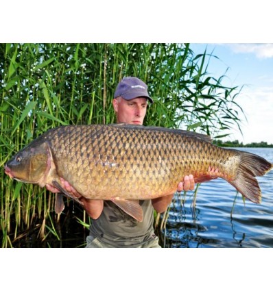 Select Baits boilies Liver Spice + Frankfurter 1kg