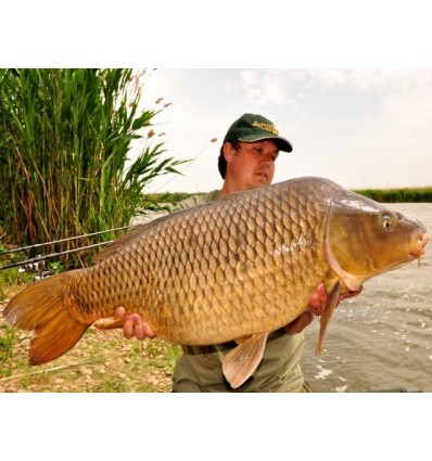 Select Baits boilies Bio-Krill+ N-Butyric & Indian Spice 1kg fierte