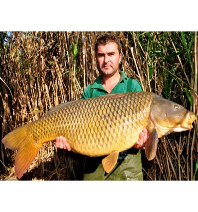 Select Baits boilies Bio-Krill+ N-Butyric & Indian Spice 1kg fierte