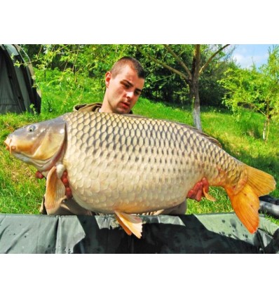 Select Baits boilies Bio-Krill+ N-Butyric & Indian Spice 1kg solubile