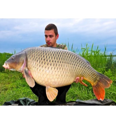 Select Baits boilies Meat & Fish + Squid & Octopus & Cranberry 1kg fierte