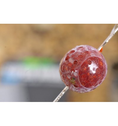 Protectie Boilies Korda Super Wrap