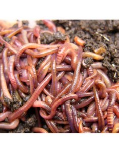 Rame de matca subtiri, provenienta Ungaria 1kg