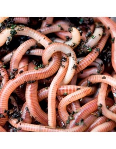 Rame de matca mari, provenienta Ungaria, 1kg