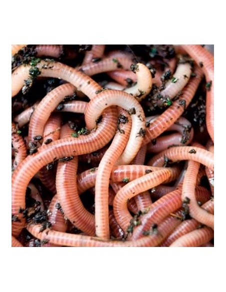 Rame de matca mari, provenienta Ungaria, 1kg