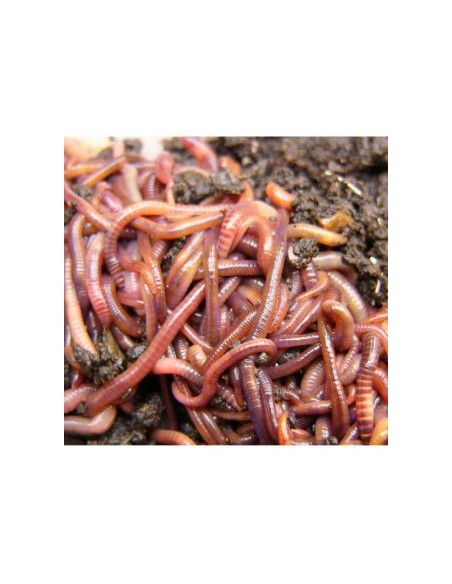 Rame de matca medii, provenienta Ungaria, 30gr